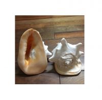 Triton seashell big size seashell triton queen conch shell