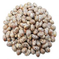 Castor Seeds