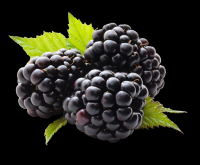 frozen blackberry fruit