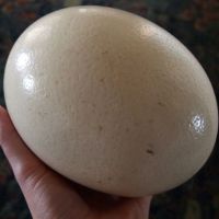 Fertilized Ostrich Eggs