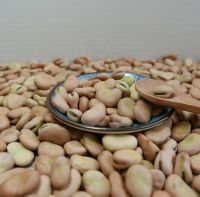 High Quality Broad Bean Fava Bean | Ethiopia Fava beans