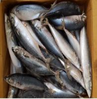 Hq Fresh and Frozen Mackerel