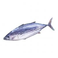 Quality Whole Round Frozen Skipjack Tuna For canned Tuna Fish