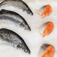 Good quality south Africa  seafood wholesale frozen Atlantic  Salmon