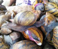 25 Weight (kg) and Food Product Type LIVE GIANT African Snails for Sale