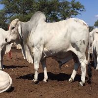 Brahman bulls cow