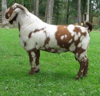 Kiko goats 