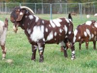 Kiko goats