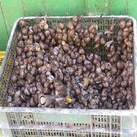 25 Weight (kg) and Food Product Type LIVE GIANT African Snails for Sale