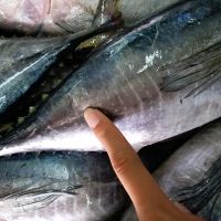 Ahi Yellowfin Tuna Fish Loin Wild Caught Frozen 10 lb., Steaked