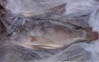 best quality frozen tilapia fish