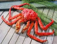 Crab ,Red King Crab ,Live and Frozen Red king crab