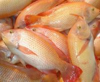 best quality frozen tilapia fish