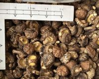 oyster mushroom spawn price