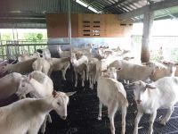 Milking Saanen Goats for sale