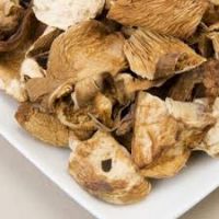 oyster mushroom spawn price
