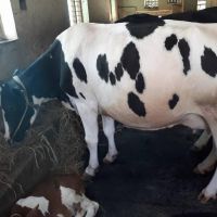 Dairy Cows and Pregnant Holstein Heifers Cow/Boer Goats, Live Sheep, Cattle