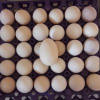 Chicken Egg/Fresh Chicken Table Eggs supplier from Ukraine and South Africa