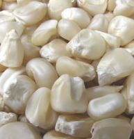 white corn