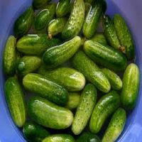 Gherkins, pickled gherkin, gherkin in drum 