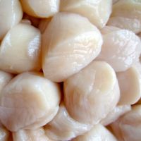 High Grade Scallop (Dried / Fresh / Frozen) now available round the year