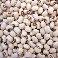  New Crop Black Eye Bean/White Cowpea bean ready 