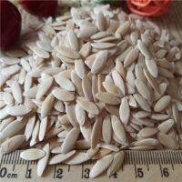 cucumber seed for sale