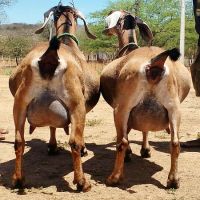 Alive Anglo Nubian Goats / Pregnant Anglo-Nubian Goats ready for sale