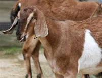 alive alpine goat for sale in bulk