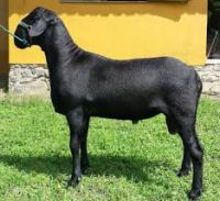 Santa Ines goats for sale in bulk