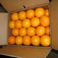 Fresh Navel and Valencia Oranges