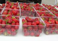 Fresh Strawberry Fruits for sale in bulk