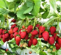 Fresh Strawberry Fruits for sale in bulk