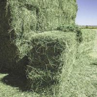 Alfalfa Hay Pellets for Animal Feed / Alfalfa Hay for sale cheap price