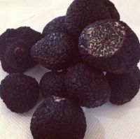 Fresh Wild Black Truffles - Tuber melanosporum, Tuber uncinatum