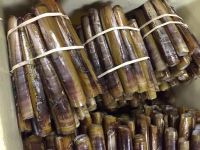 Live Razor Clams in Shell for sale