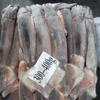 Frozen Whole Illex Squid - (200 - 600g Up) for sale
