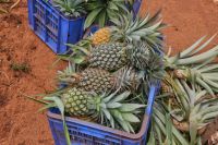 Sri lanka Organic Fresh Pineapple for Sale