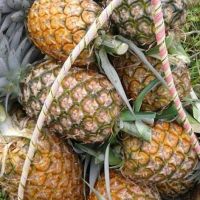 Sri lanka Organic Fresh Pineapple for Sale