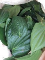 Fresh high-quality betel leaf from Sri Lanka for sale