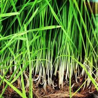 Natural green color Lemongrass for sale