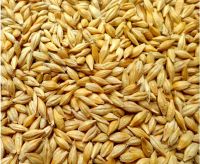 Premium quality Rye grains New Crop Year