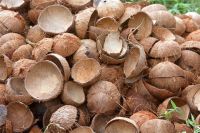 Coconut Shell Powder for sale 