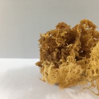 High quality sea moss/ irish sea moss for making sea moss gel