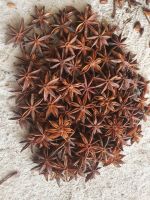High Quality Star Anise/ Star Aniseed/ Illicium Verum - Hot Spices and Herbs