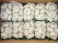 Wholesale Fresh Garlic Price