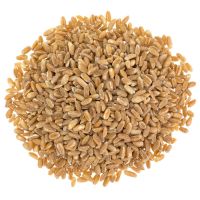 Top Quality Spelt Grain New Crop Year