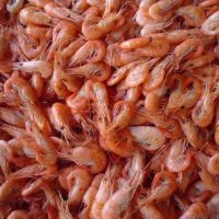 Sa Best Quality Dried and Frozen Shrimp