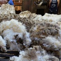 Greasy Sheep Wool