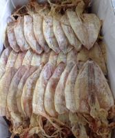 Top Quality Dried Sea Squid -bf332 Whole Round